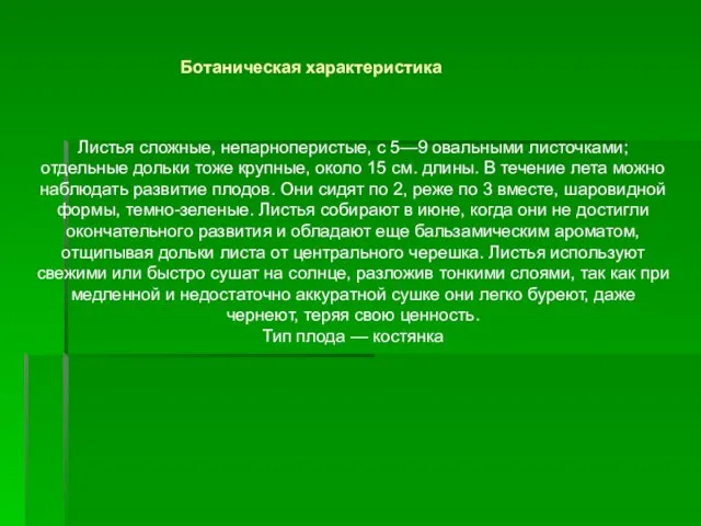 Листья сложные, непарноперистые, с 5—9 овальными листочками; отдельные дольки тоже крупные,