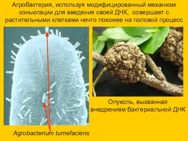 Агробактерия, используя модифицированный механизм коньюгации для введения своей ДНК, совершает с