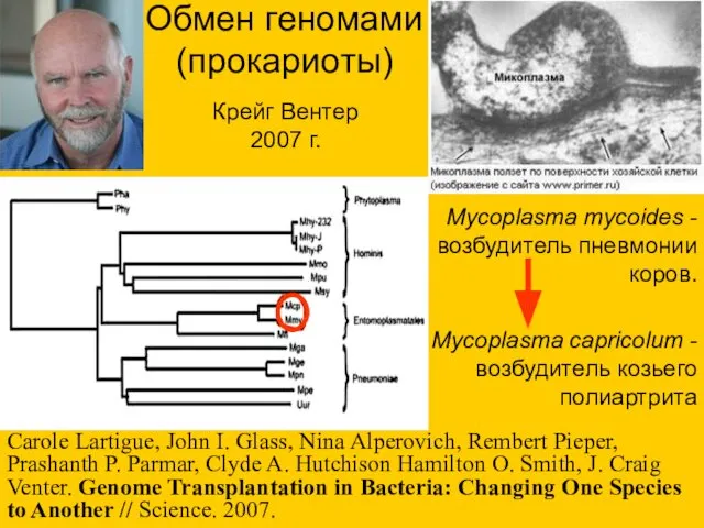 Крейг Вентер 2007 г. Mycoplasma mycoides - возбудитель пневмонии коров. Mycoplasma