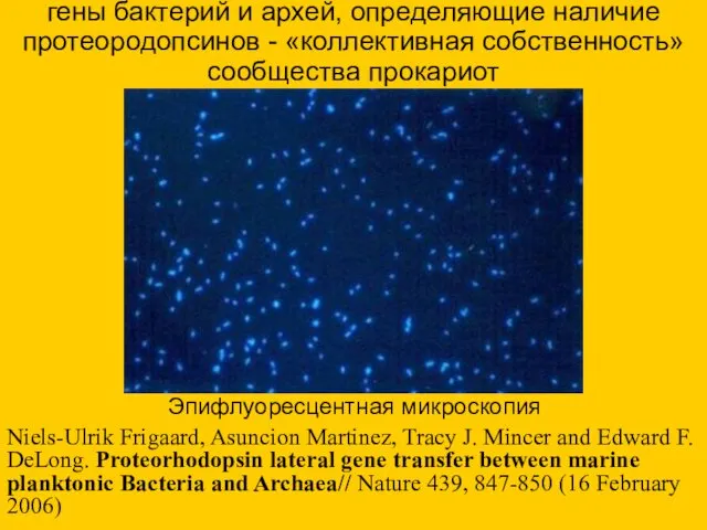 гены бактерий и архей, определяющие наличие протеородопсинов - «коллективная собственность» сообщества