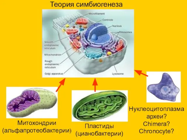 Теория симбиогенеза Митохондрии (альфапротеобактерии) Пластиды (цианобактерии) Нуклеоцитоплазма археи? Chimera? Chronocyte?