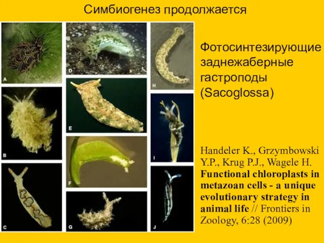 Симбиогенез продолжается Фотосинтезирующие заднежаберные гастроподы (Sacoglossa) Handeler K., Grzymbowski Y.P., Krug