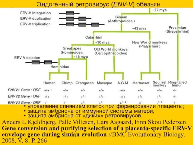 Эндогенный ретровирус (ENV-V) обезьян управление слиянием клеток при формировании плаценты; защита