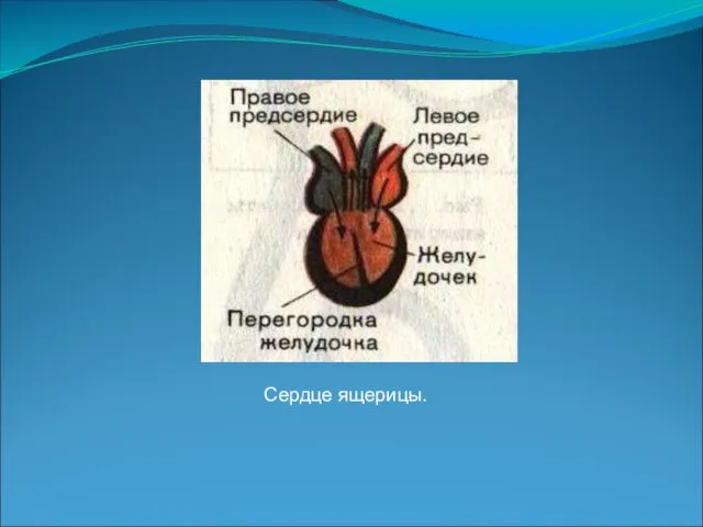 Сердце ящерицы.