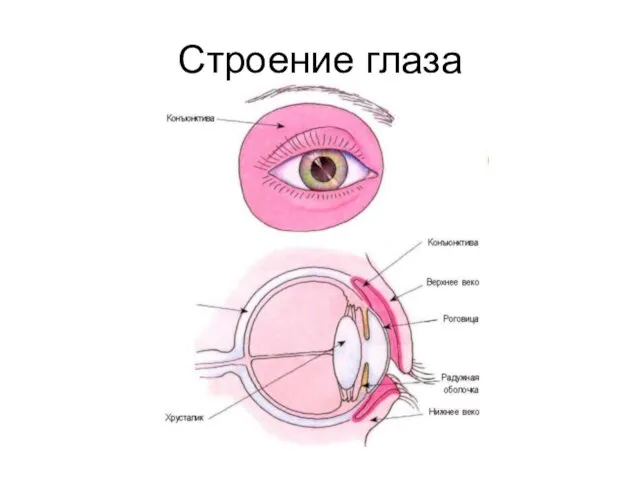 Строение глаза