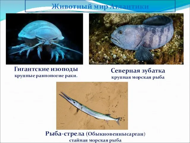 Животный мир Атлантики Гигантские изоподы крупные равноногие раки. Северная зубатка крупная