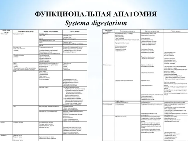 ФУНКЦИОНАЛЬНАЯ АНАТОМИЯ Systema digestorium