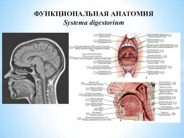 ФУНКЦИОНАЛЬНАЯ АНАТОМИЯ Systema digestorium