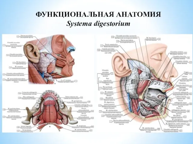 ФУНКЦИОНАЛЬНАЯ АНАТОМИЯ Systema digestorium