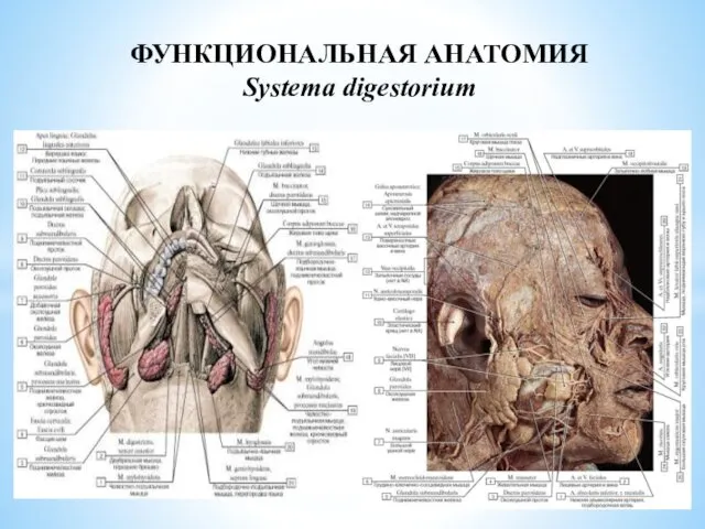 ФУНКЦИОНАЛЬНАЯ АНАТОМИЯ Systema digestorium