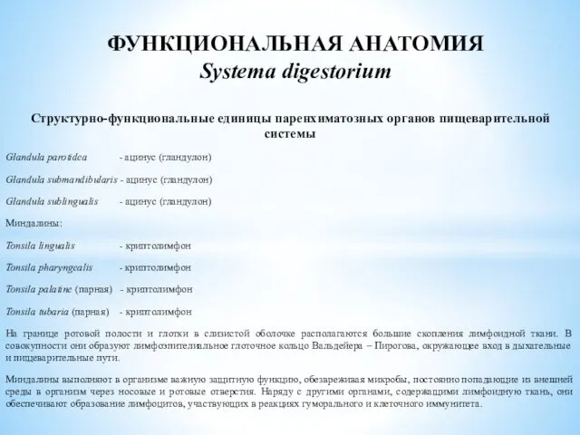 Структурно-функциональные единицы паренхиматозных органов пищеварительной системы Glandula parotidea - ацинус (гландулон)