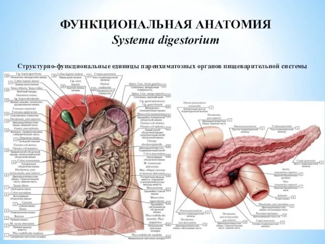 Структурно-функциональные единицы паренхиматозных органов пищеварительной системы ФУНКЦИОНАЛЬНАЯ АНАТОМИЯ Systema digestorium