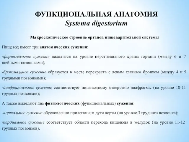 Макроскопическое строение органов пищеварительной системы Пищевод имеет три анатомических сужения: -фарингеальное