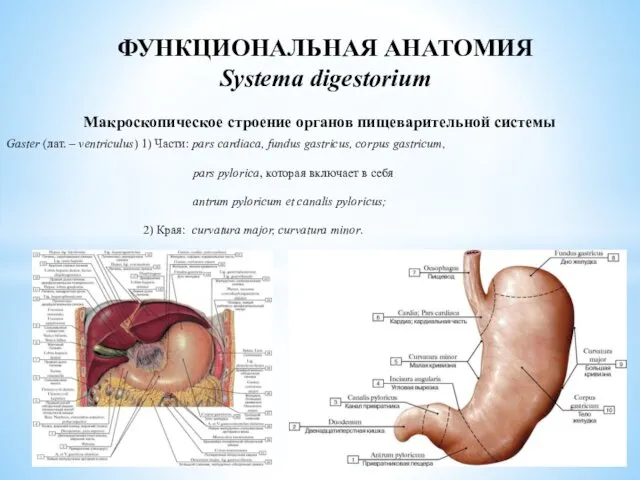 Макроскопическое строение органов пищеварительной системы Gaster (лат. – ventriculus) 1) Части: