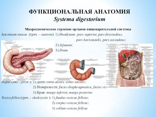 Макроскопическое строение органов пищеварительной системы Intestinum tenuae (греч. – enteron): 1)