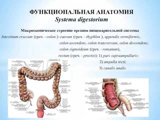 Макроскопическое строение органов пищеварительной системы Intestinum crassum (греч. - colon ):