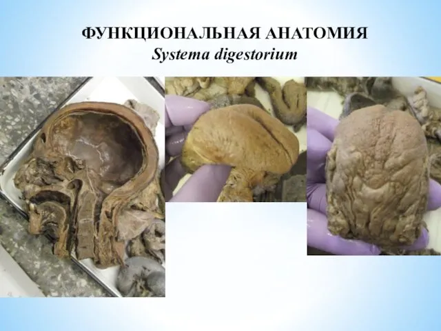 ФУНКЦИОНАЛЬНАЯ АНАТОМИЯ Systema digestorium