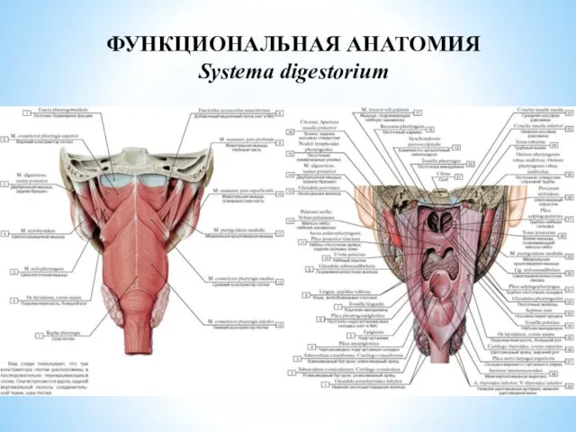 ФУНКЦИОНАЛЬНАЯ АНАТОМИЯ Systema digestorium