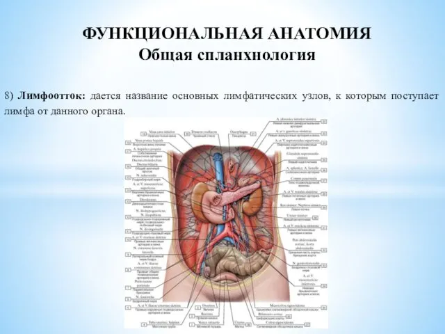 8) Лимфоотток: дается название основных лимфатических узлов, к которым поступает лимфа