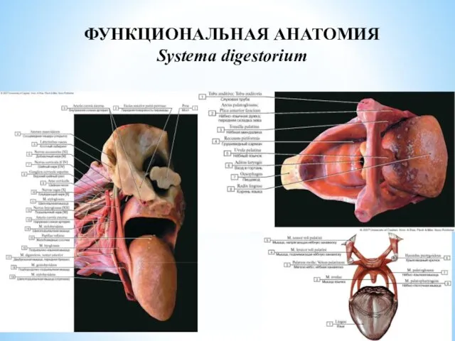 ФУНКЦИОНАЛЬНАЯ АНАТОМИЯ Systema digestorium