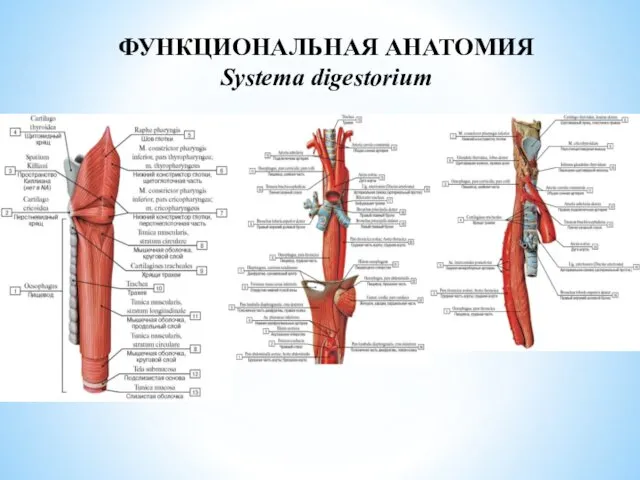 ФУНКЦИОНАЛЬНАЯ АНАТОМИЯ Systema digestorium