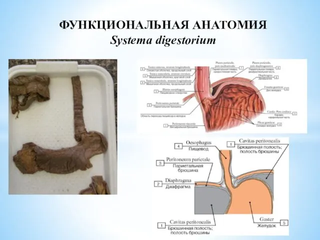 ФУНКЦИОНАЛЬНАЯ АНАТОМИЯ Systema digestorium