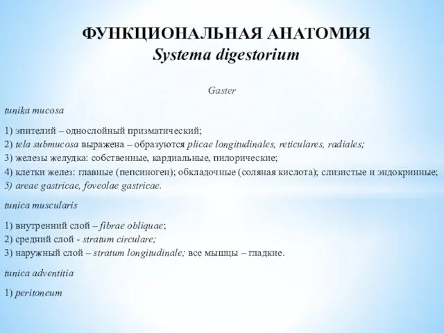 Gaster tunika mucosa 1) эпителий – однослойный призматический; 2) tela submucosa