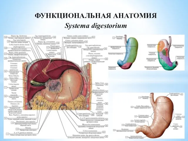 ФУНКЦИОНАЛЬНАЯ АНАТОМИЯ Systema digestorium