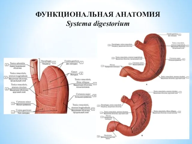 ФУНКЦИОНАЛЬНАЯ АНАТОМИЯ Systema digestorium