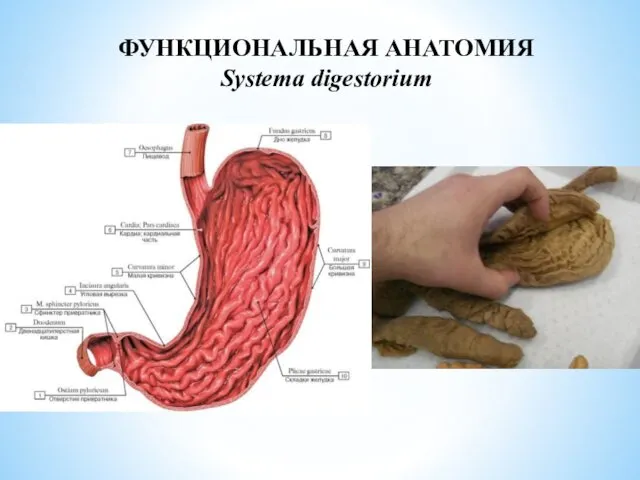 ФУНКЦИОНАЛЬНАЯ АНАТОМИЯ Systema digestorium