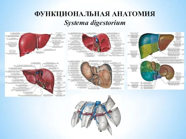 ФУНКЦИОНАЛЬНАЯ АНАТОМИЯ Systema digestorium