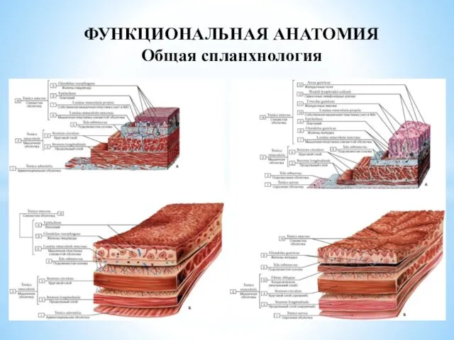 ФУНКЦИОНАЛЬНАЯ АНАТОМИЯ Общая спланхнология