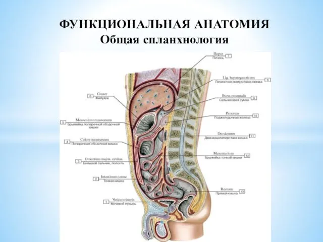 ФУНКЦИОНАЛЬНАЯ АНАТОМИЯ Общая спланхнология