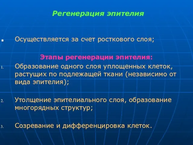 Регенерация эпителия Осуществляется за счет росткового слоя; Этапы регенерации эпителия: Образование