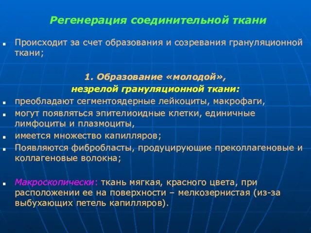 Регенерация соединительной ткани Происходит за счет образования и созревания грануляционной ткани;