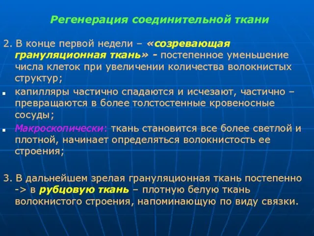 Регенерация соединительной ткани 2. В конце первой недели – «созревающая грануляционная