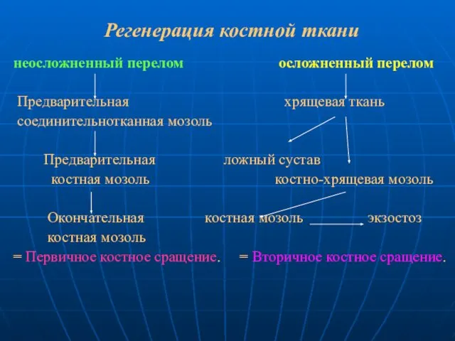 Регенерация костной ткани неосложненный перелом осложненный перелом Предварительная хрящевая ткань соединительнотканная