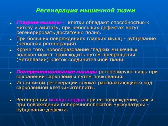 Регенерация мышечной ткани Гладкие мышцы - клетки обладают способностью к митозу