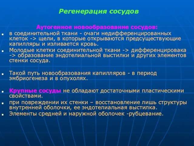 Регенерация сосудов Аутогенное новообразование сосудов: в соединительной ткани - очаги недифференцированных