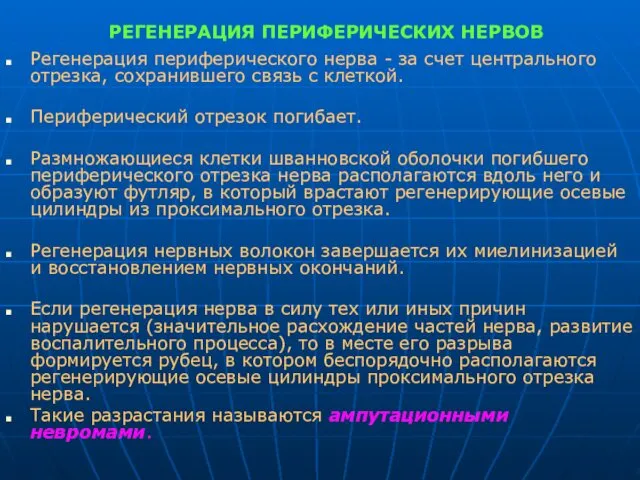 РЕГЕНЕРАЦИЯ ПЕРИФЕРИЧЕСКИХ НЕРВОВ Регенерация периферического нерва - за счет центрального отрезка,