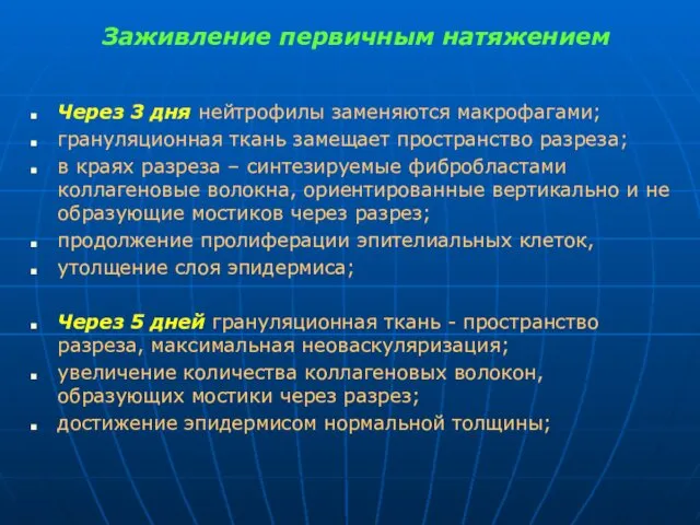 Заживление первичным натяжением Через 3 дня нейтрофилы заменяются макрофагами; грануляционная ткань