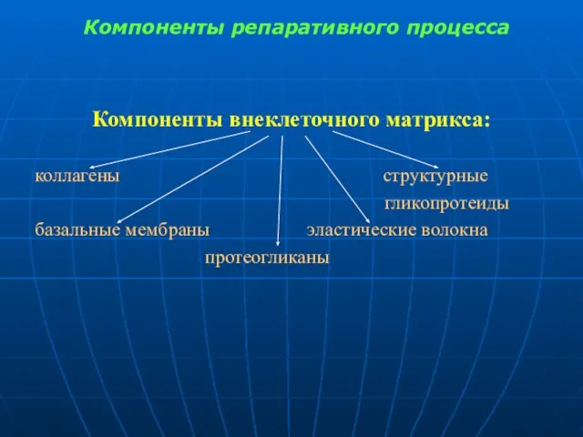 Компоненты репаративного процесса Компоненты внеклеточного матрикса: коллагены структурные гликопротеиды базальные мембраны эластические волокна протеогликаны