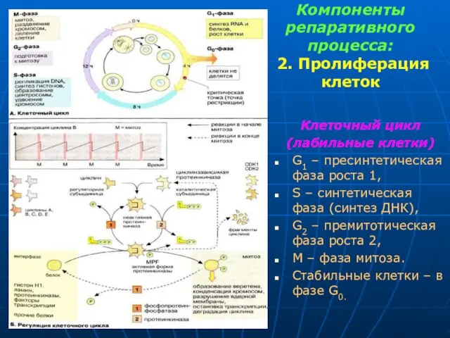 Компоненты репаративного процесса: 2. Пролиферация клеток Клеточный цикл (лабильные клетки) G1