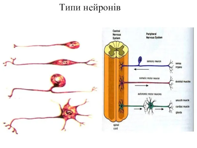 Типи нейронів