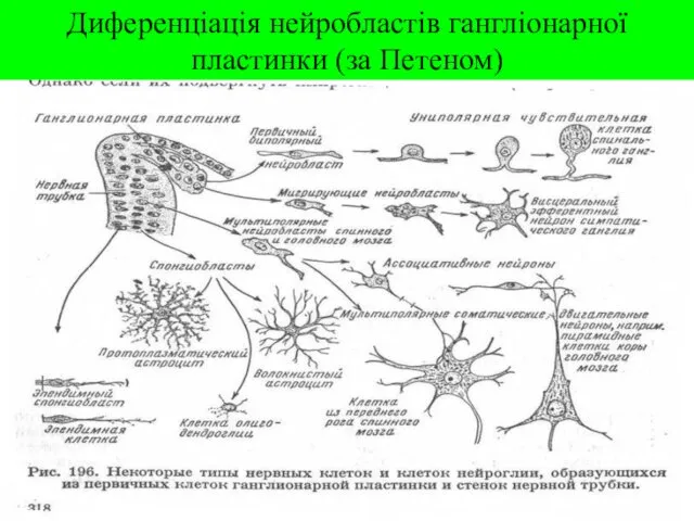 Диференціація нейробластів гангліонарної пластинки (за Петеном)