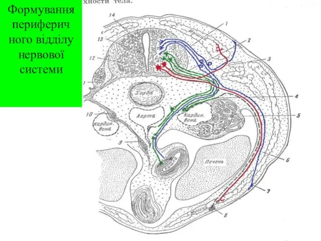 Формування периферич ного відділу нервової системи