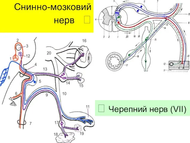 Снинно-мозковий нерв ? ? Черепний нерв (VII)