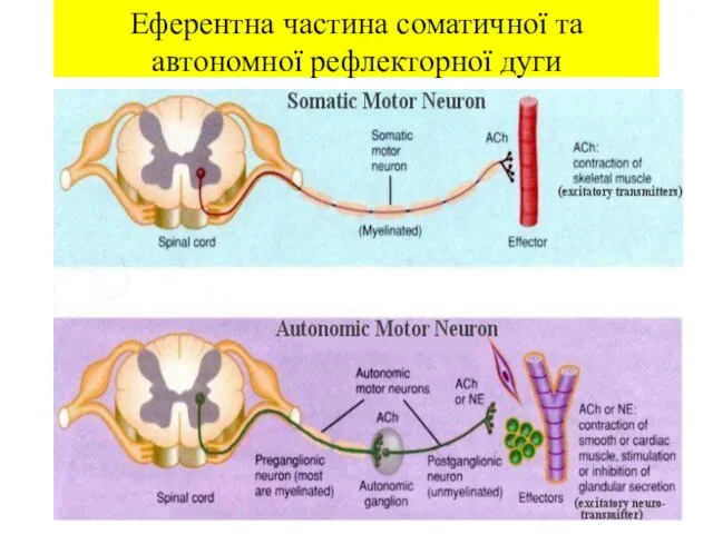 Еферентна частина соматичної та автономної рефлекторної дуги