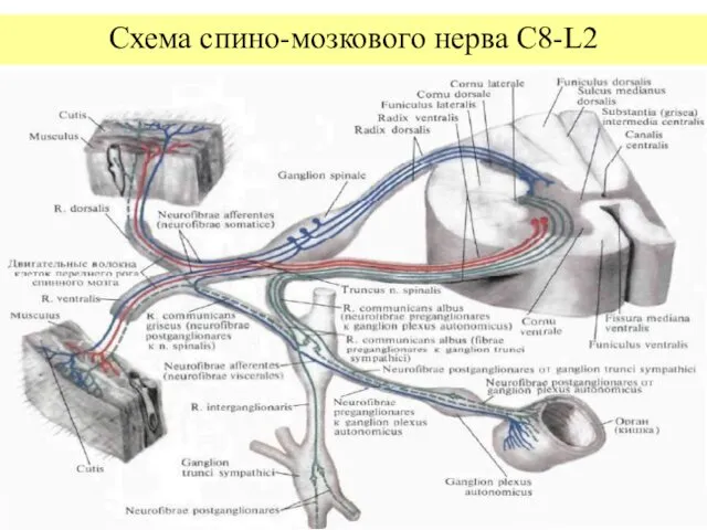 Схема спино-мозкового нерва C8-L2