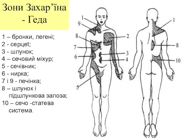 Зони Захар’їна - Геда 1 – бронхи, легені; 2 - серцеt;